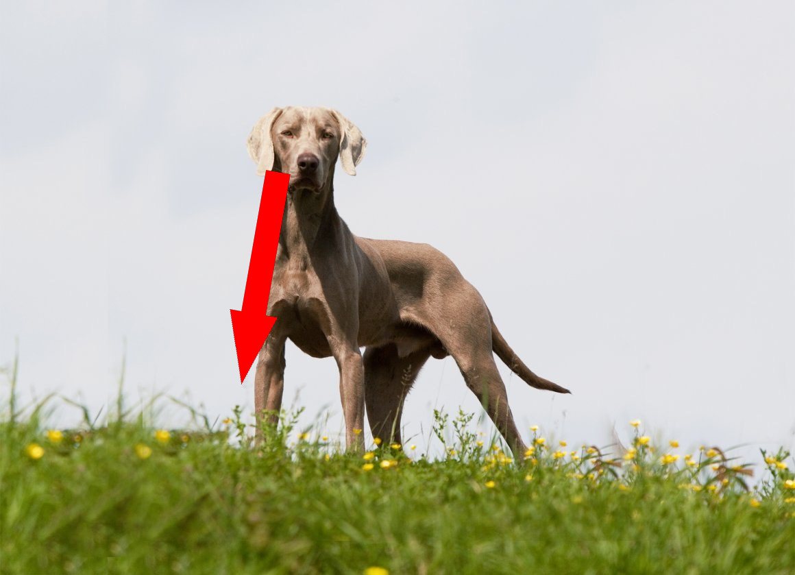 Веймаранер: Как серебряный призрак адаптируется к жизни в российской семье