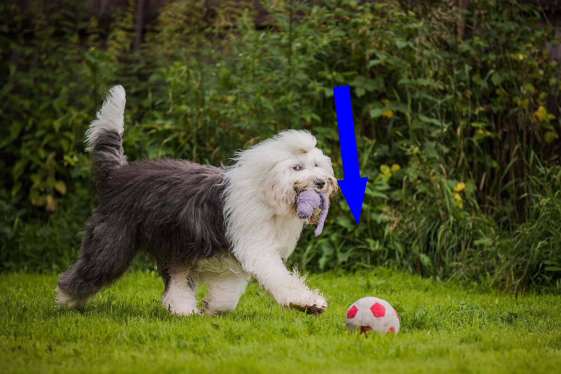 Бобтейл: как ухаживать за пушистым гигантом с коротким хвостом