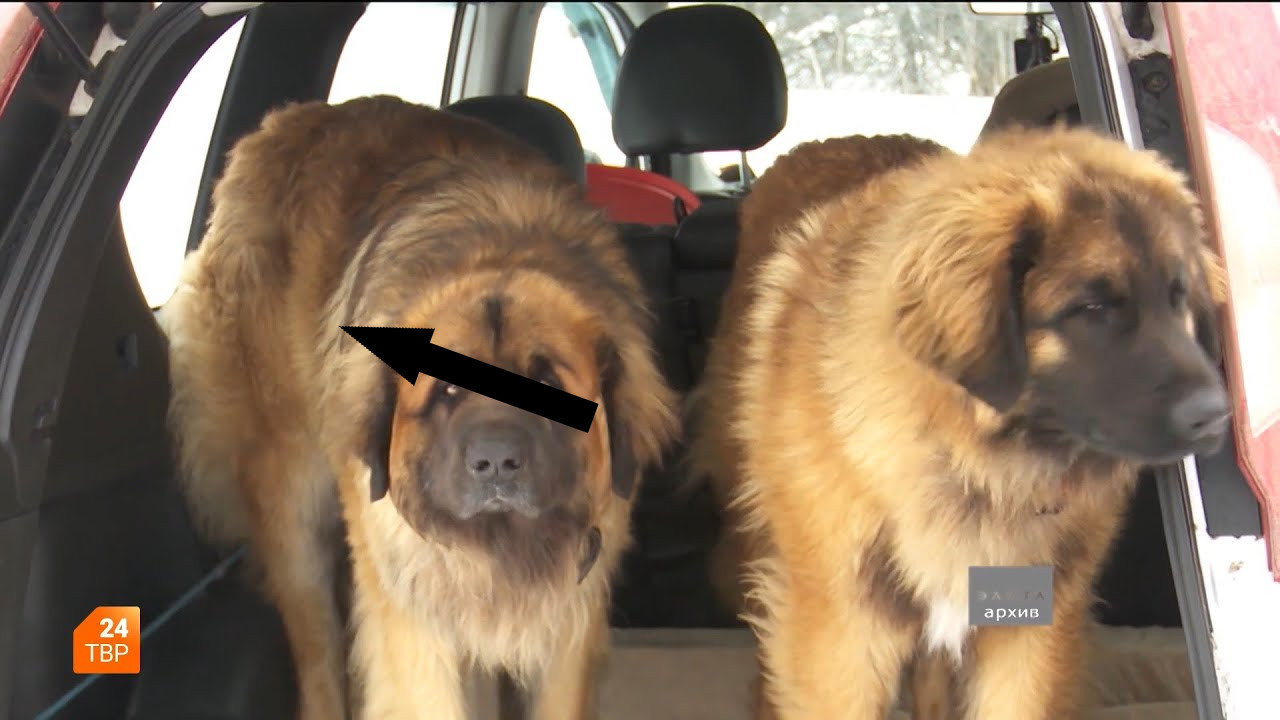 Леонбергер — идеальный семейный питомец