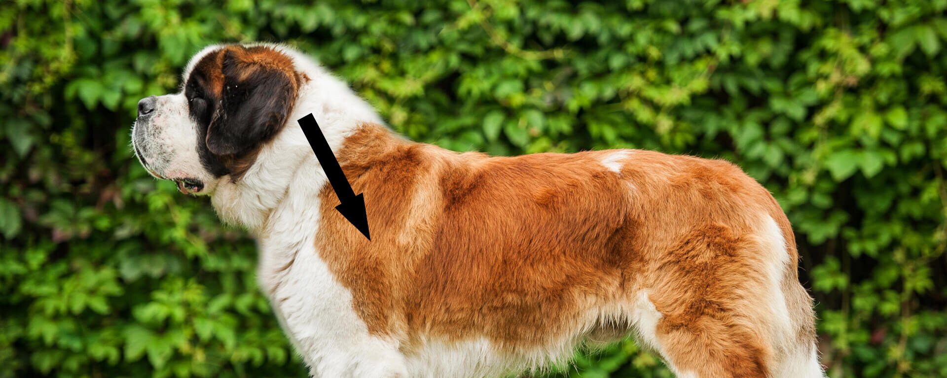 Сенбернар: стоит ли заводить легендарного спасателя из Альп в городской квартире?