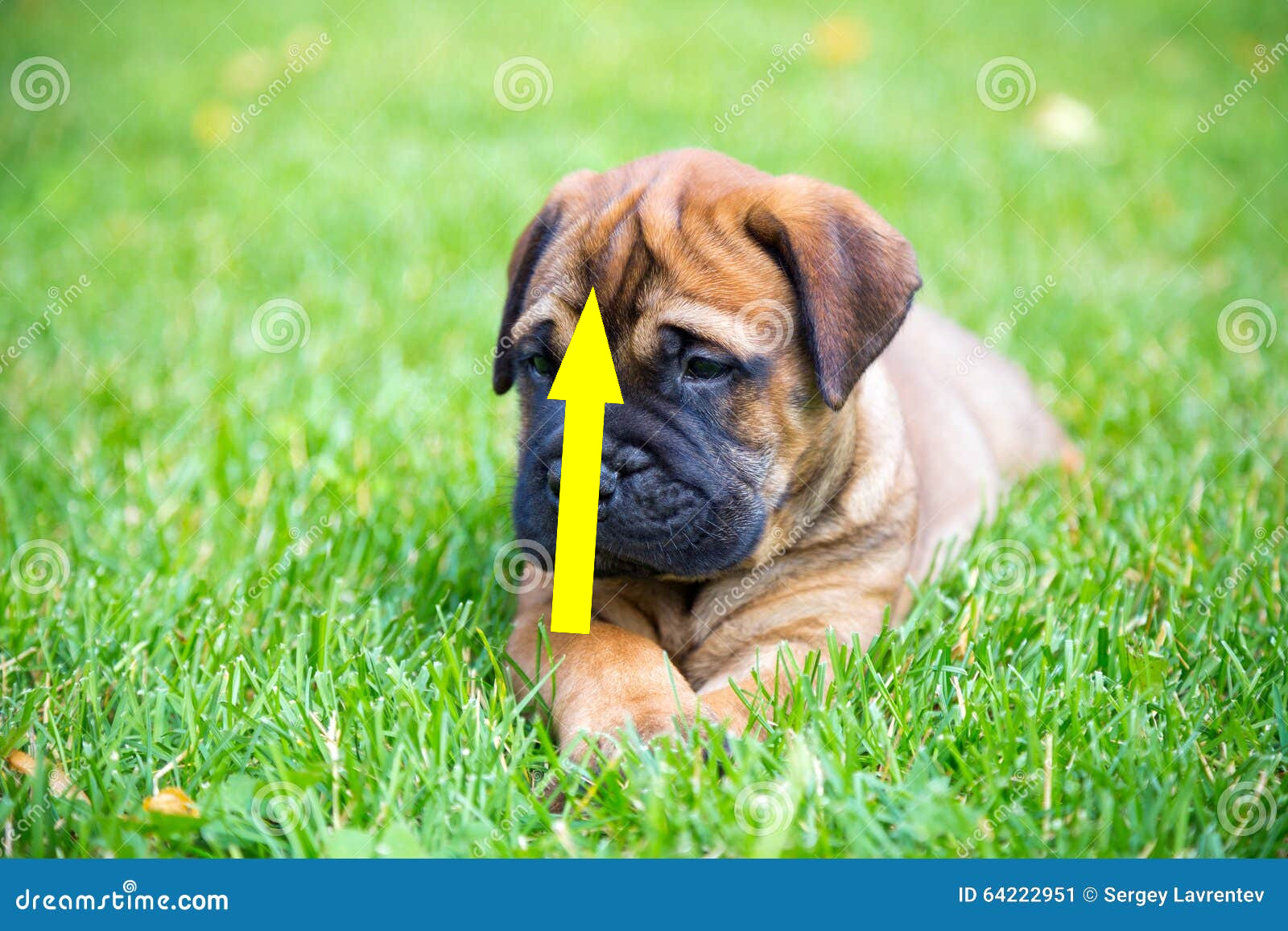 Бульмастиф – мощный защитник семьи