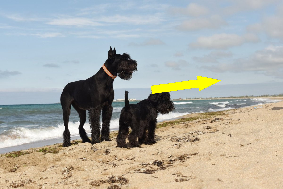 Ризеншнауцер: универсальный солдат среди собак