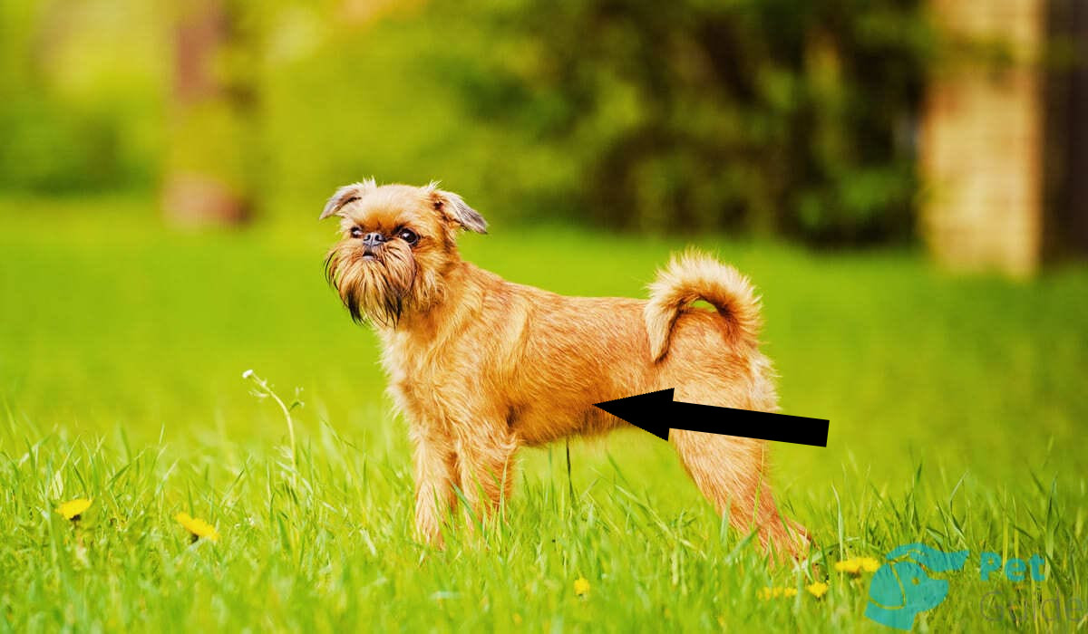 Брюссельский гриффон: загадка за милой мордочкой