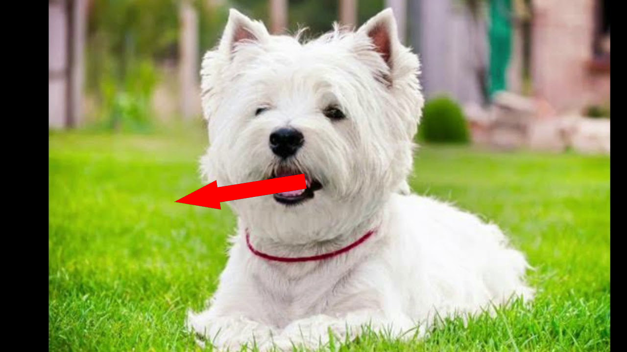 Вест-хайленд-уайт-терьер: белоснежный терьер, покоривший сердца горожан