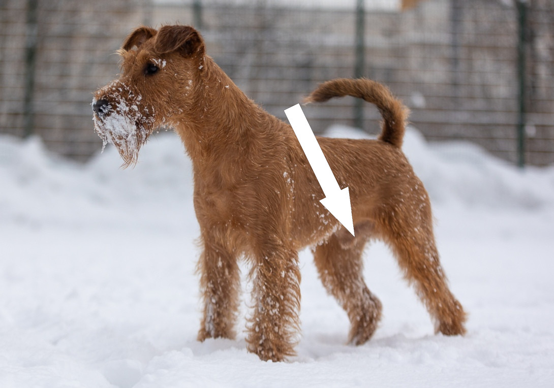 Ирландский терьер: рыжий дьявол среди собак