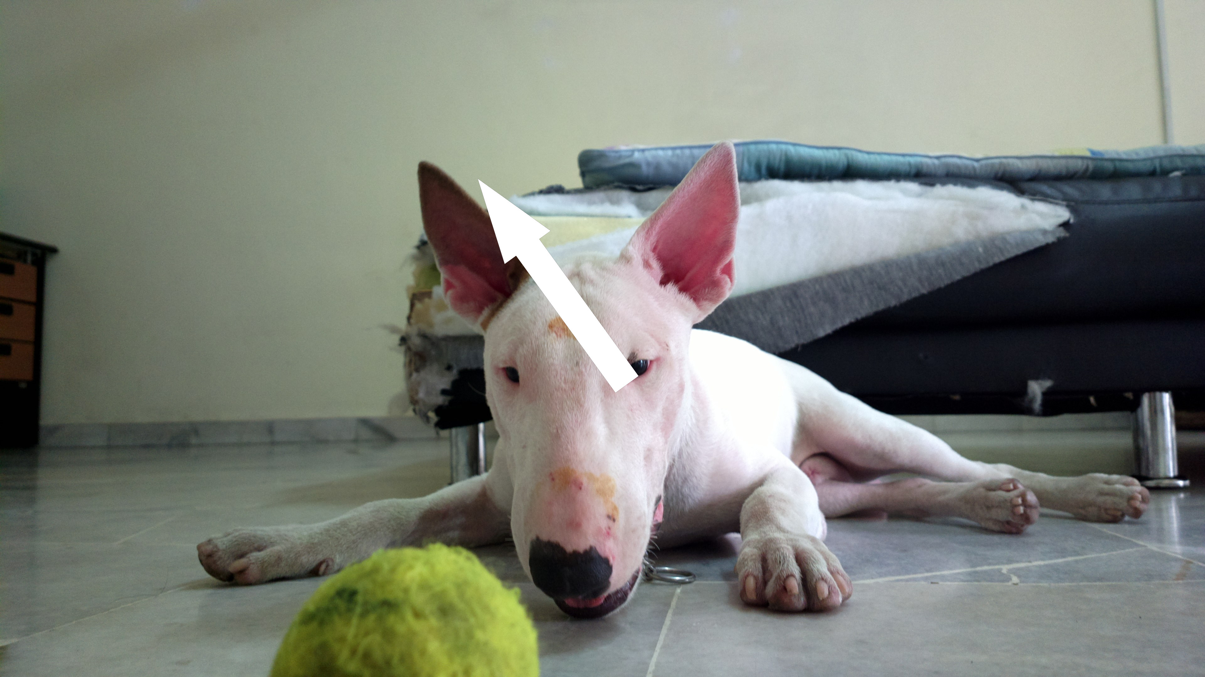 Бультерьер: Гладиатор с добрым сердцем