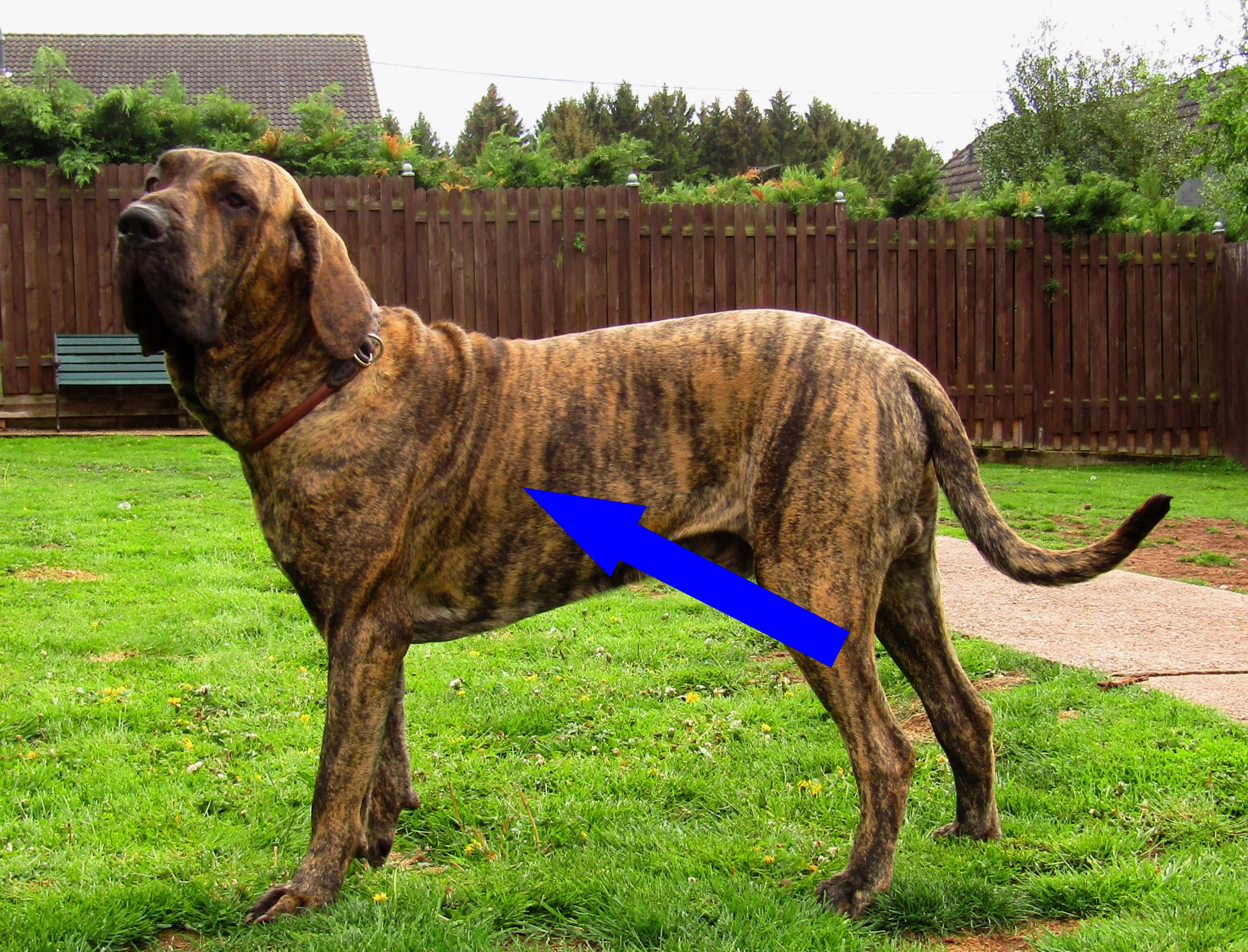 Бразильский фила: стоит ли заводить бразильского стража в России?