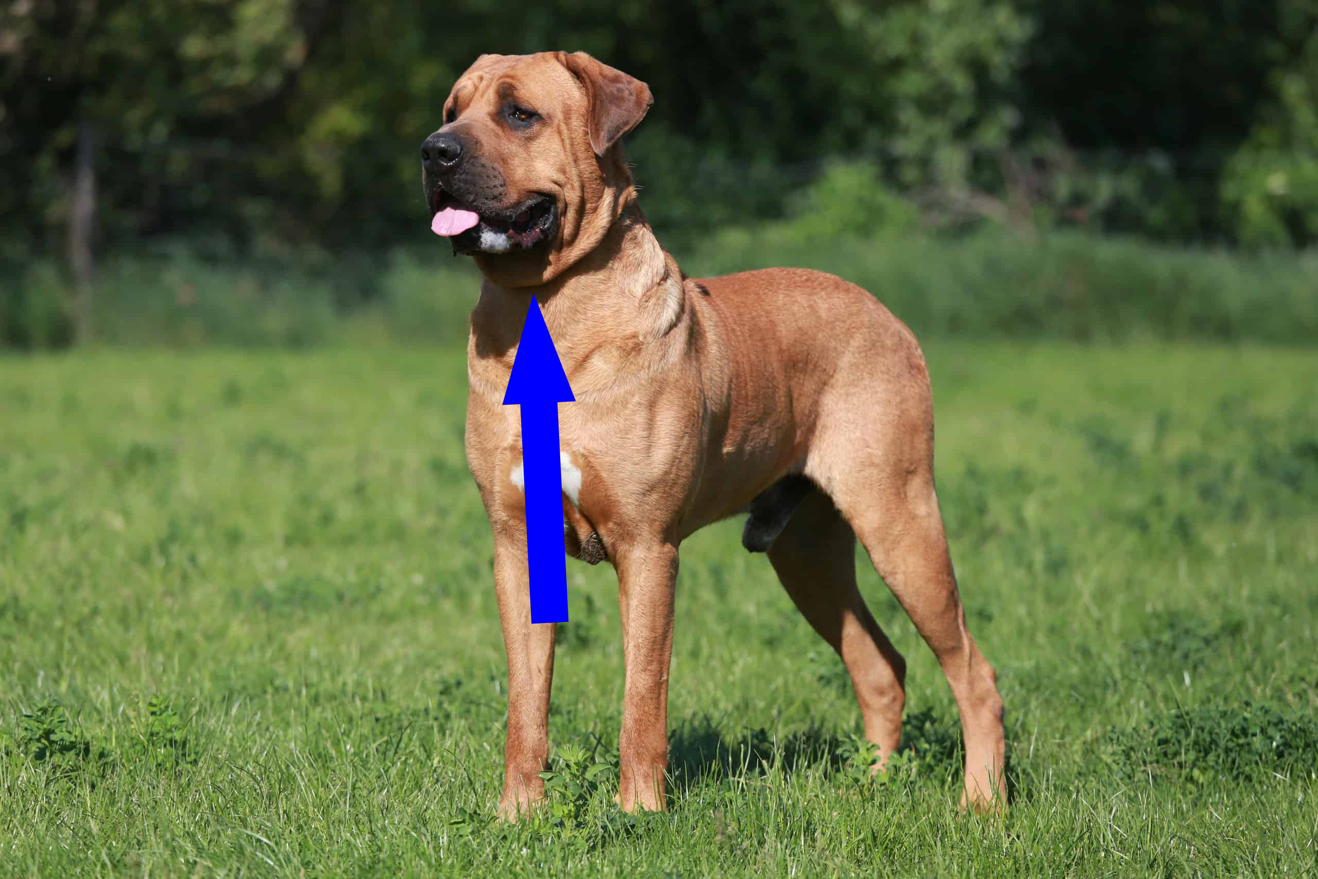 Тоса-ину: секреты ухода за уникальной японской породой