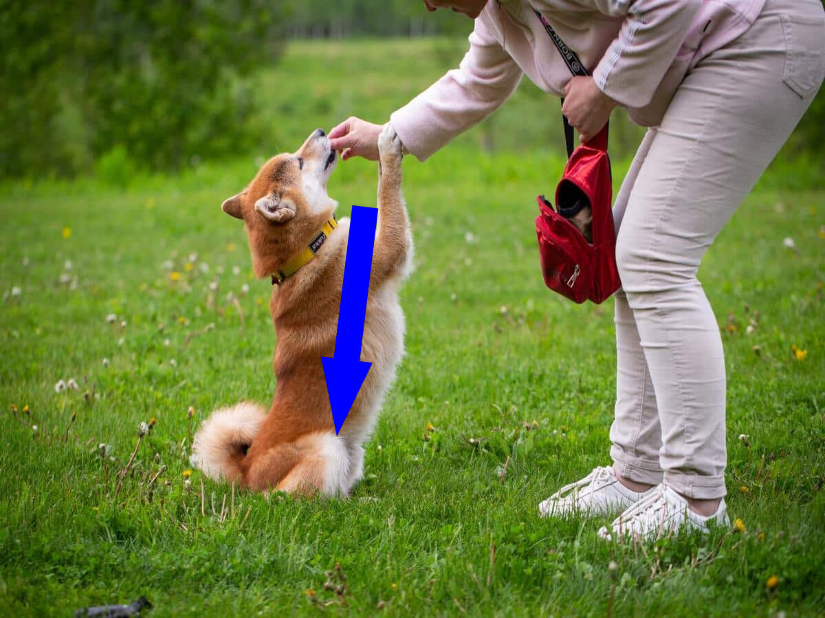 Сиба-ину: как ухаживать за энергичным и независимым питомцем