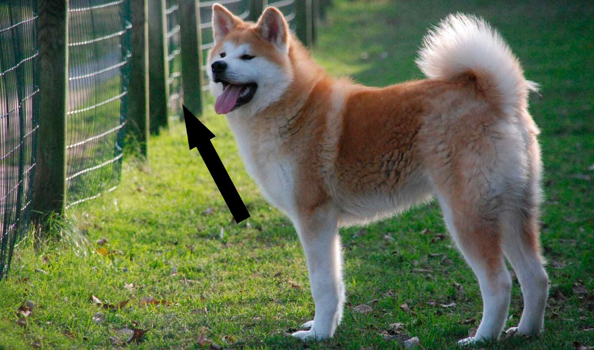 Акита-ину: верный друг для вашей семьи?