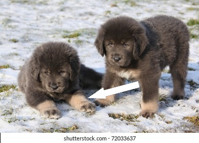 Тибетский мастиф – древний страж гималаев