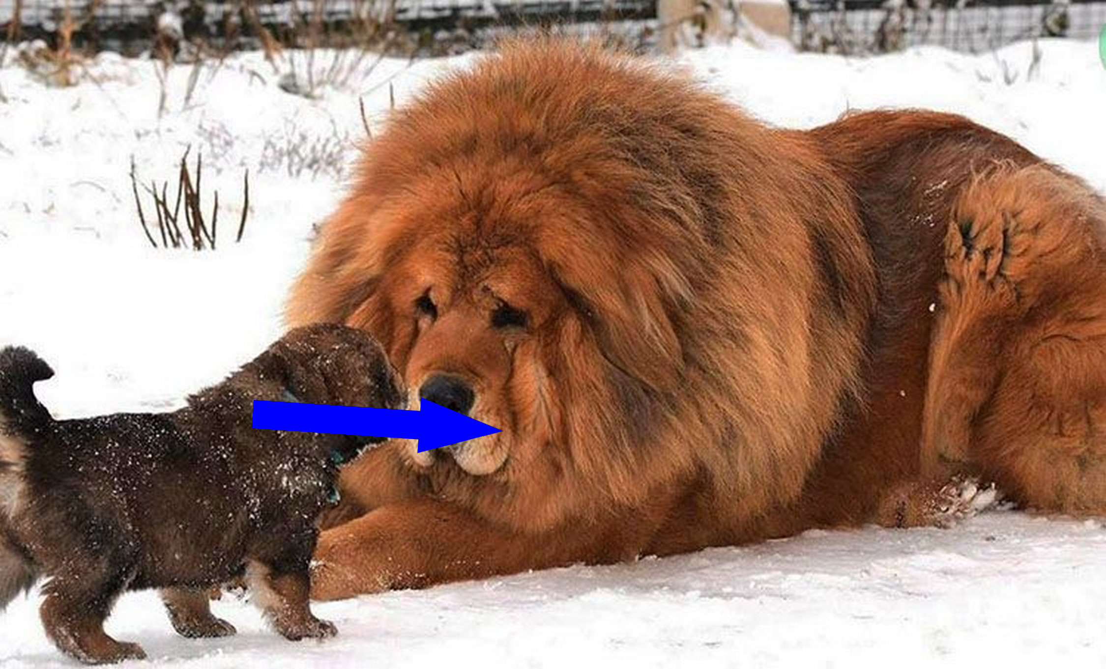 Тибетский мастиф: древний страж Гималаев и его жизнь в России