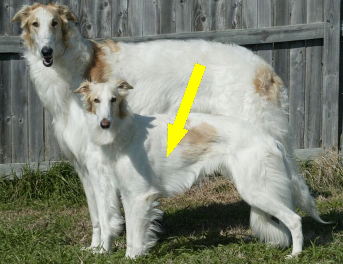 Уход за русской псовой борзой в современном мире