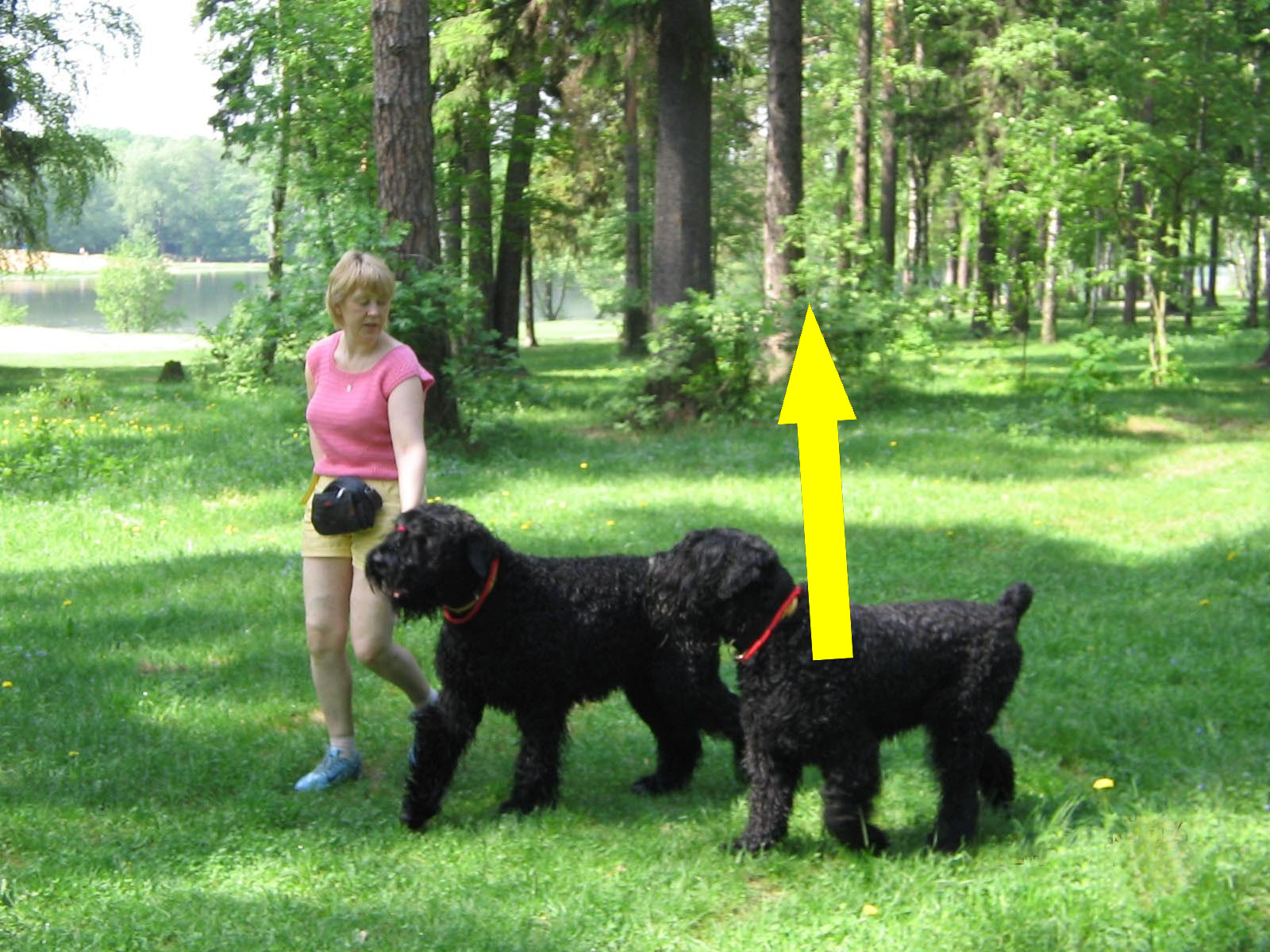 Русский черный терьер: как содержать "собаку Сталина" дома