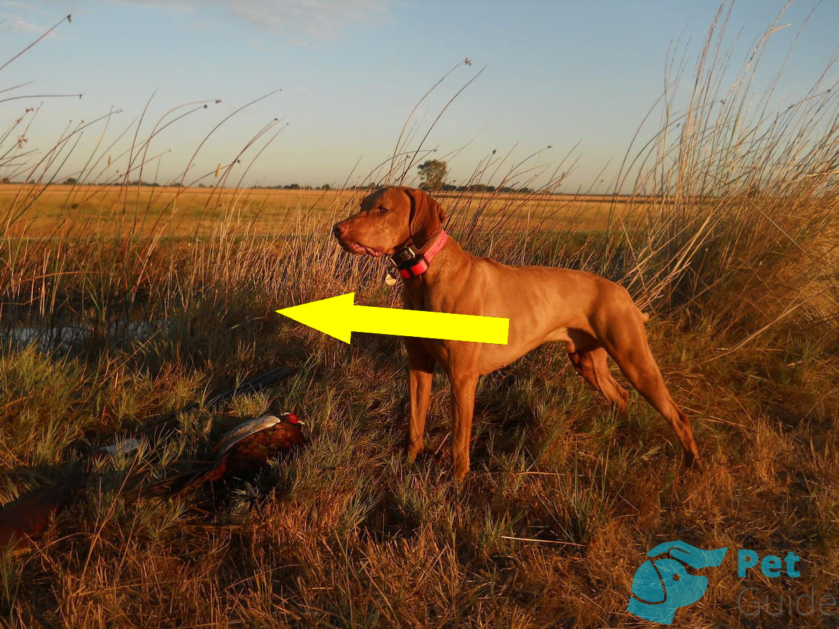 Венгерская выжла как верный друг и охотник