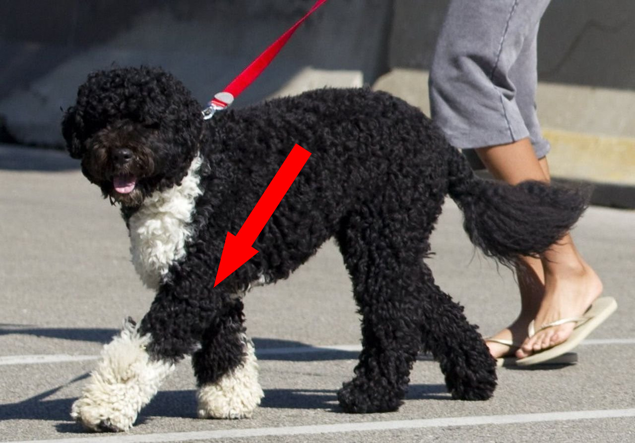 Португальская водяная собака: редкая порода с уникальными способностями