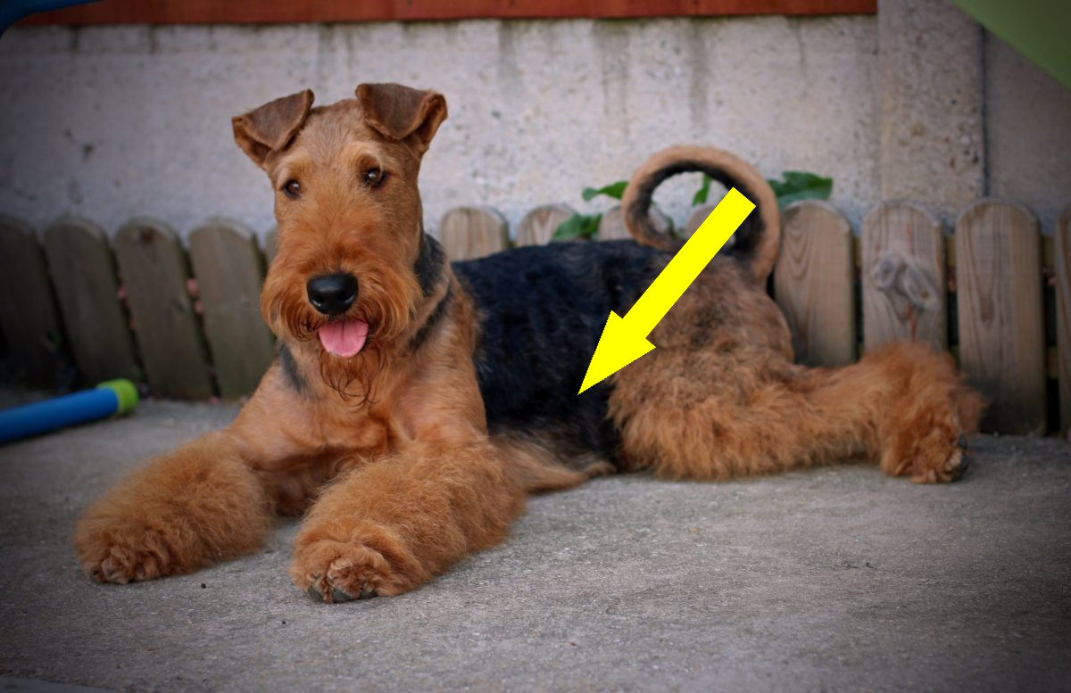 Эрдельтерьер: король терьеров в городской жизни