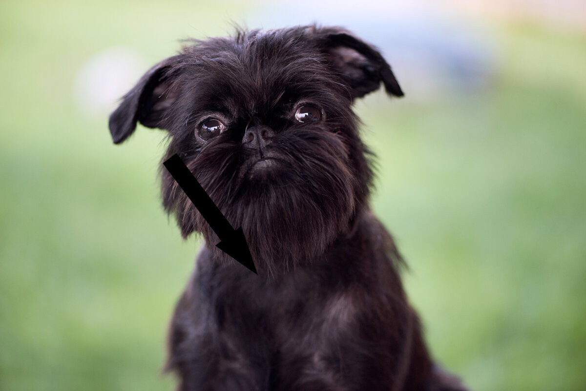 Бельгийский гриффон: как маленький бородатый компаньон стал любимцем городских жителей