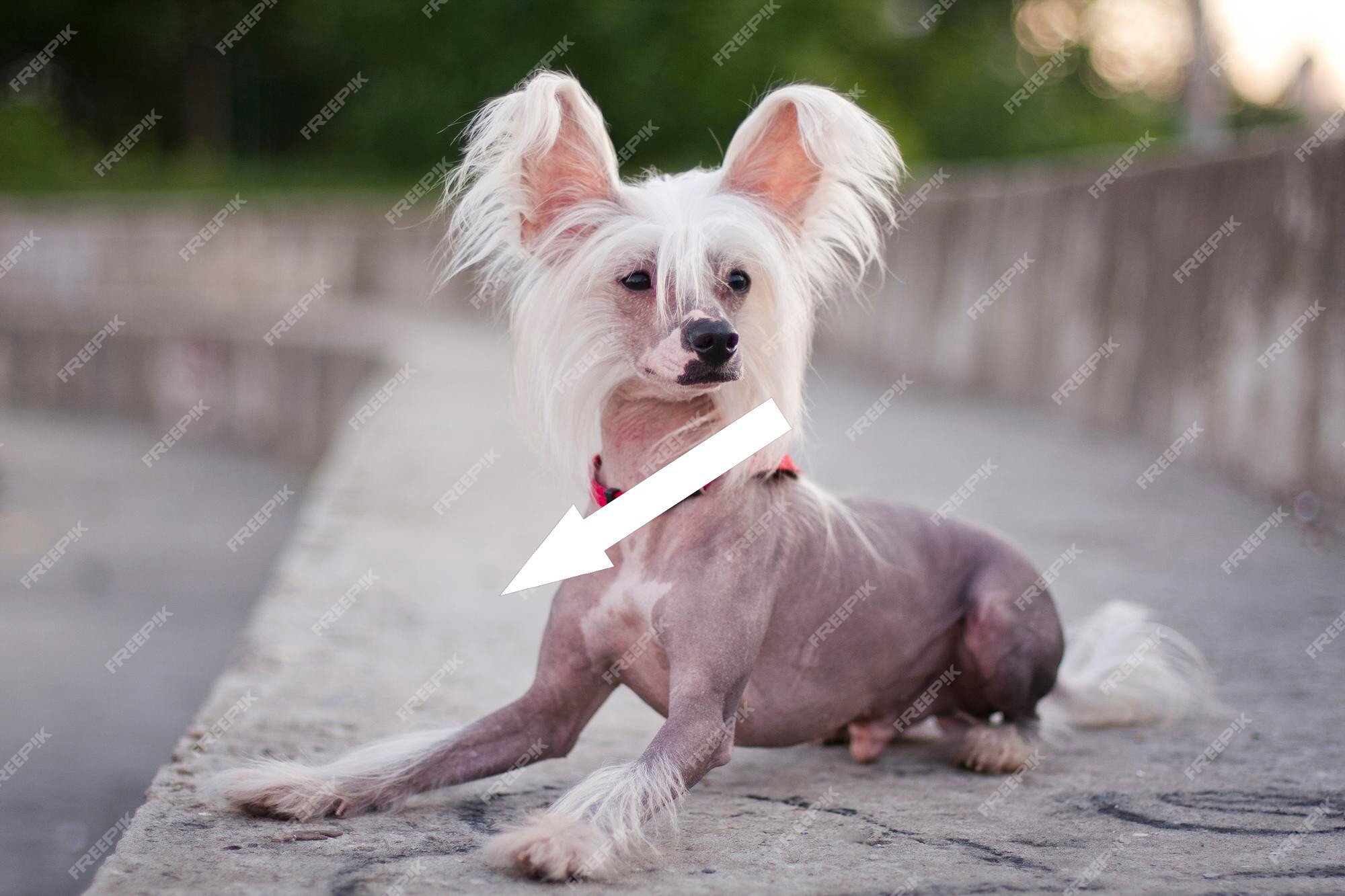 Китайская хохлатая собака: стоит ли заводить экзотического питомца?