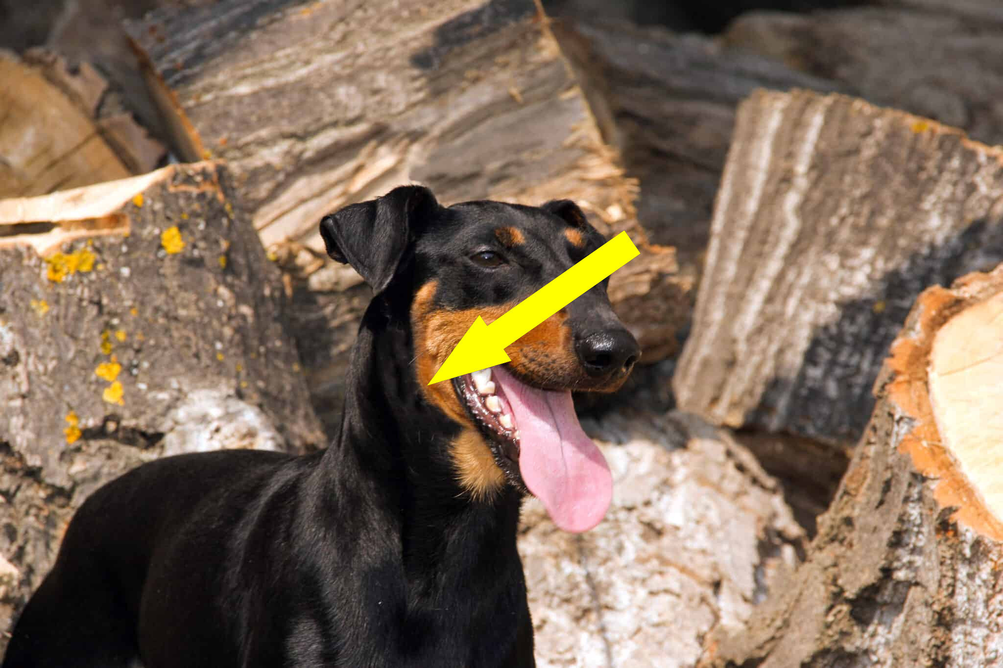 Манчестер-терьер: идеальный друг для российской семьи