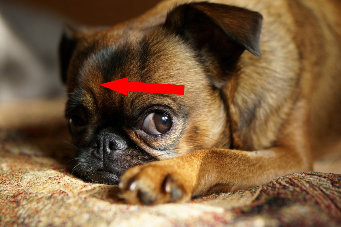 Отважный брабансон: как маленький компаньон покоряет сердца россиян