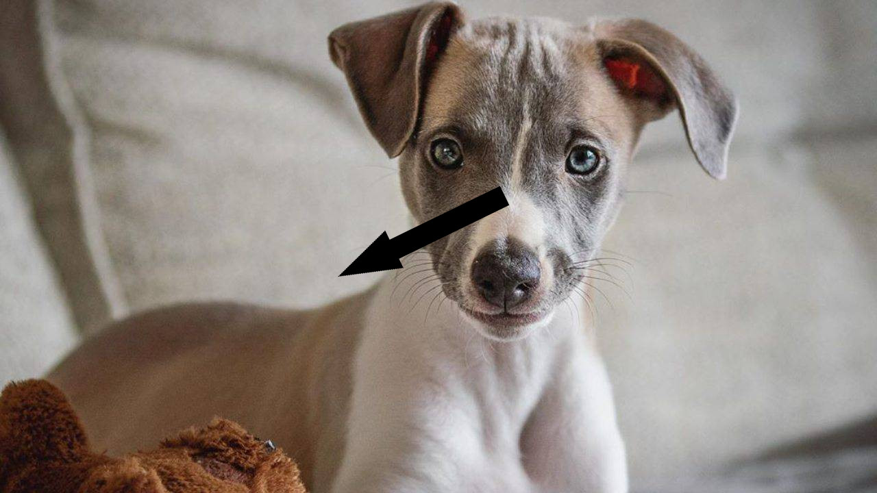 Элегантные уиппеты как идеальные семейные компаньоны