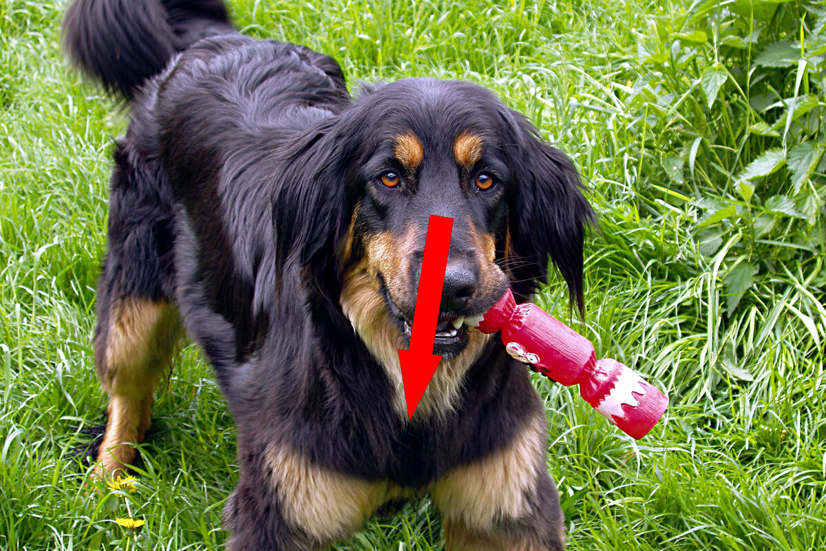 Ховаварт: редкая порода завоевывает сердца российских собаководов