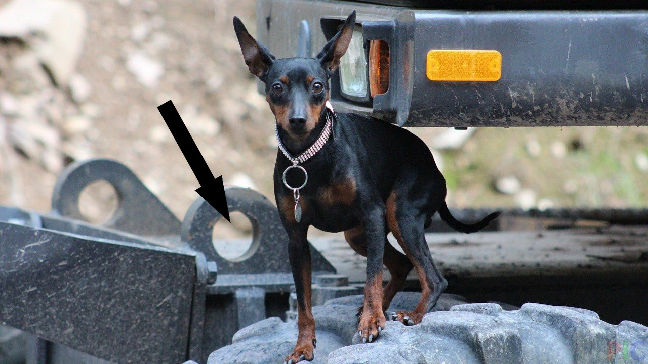 Цвергпинчер: миниатюрный доберман или идеальный городской питомец?