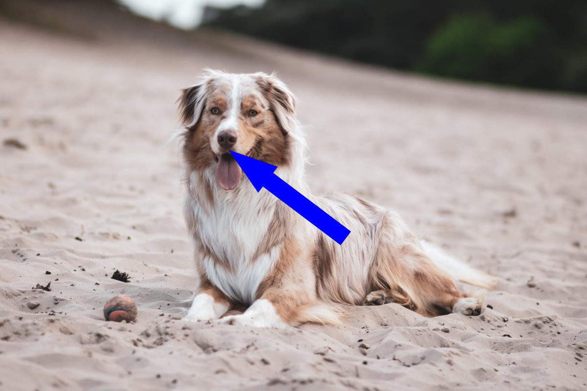 Почему Австралийская овчарка — идеальный компаньон для активных людей