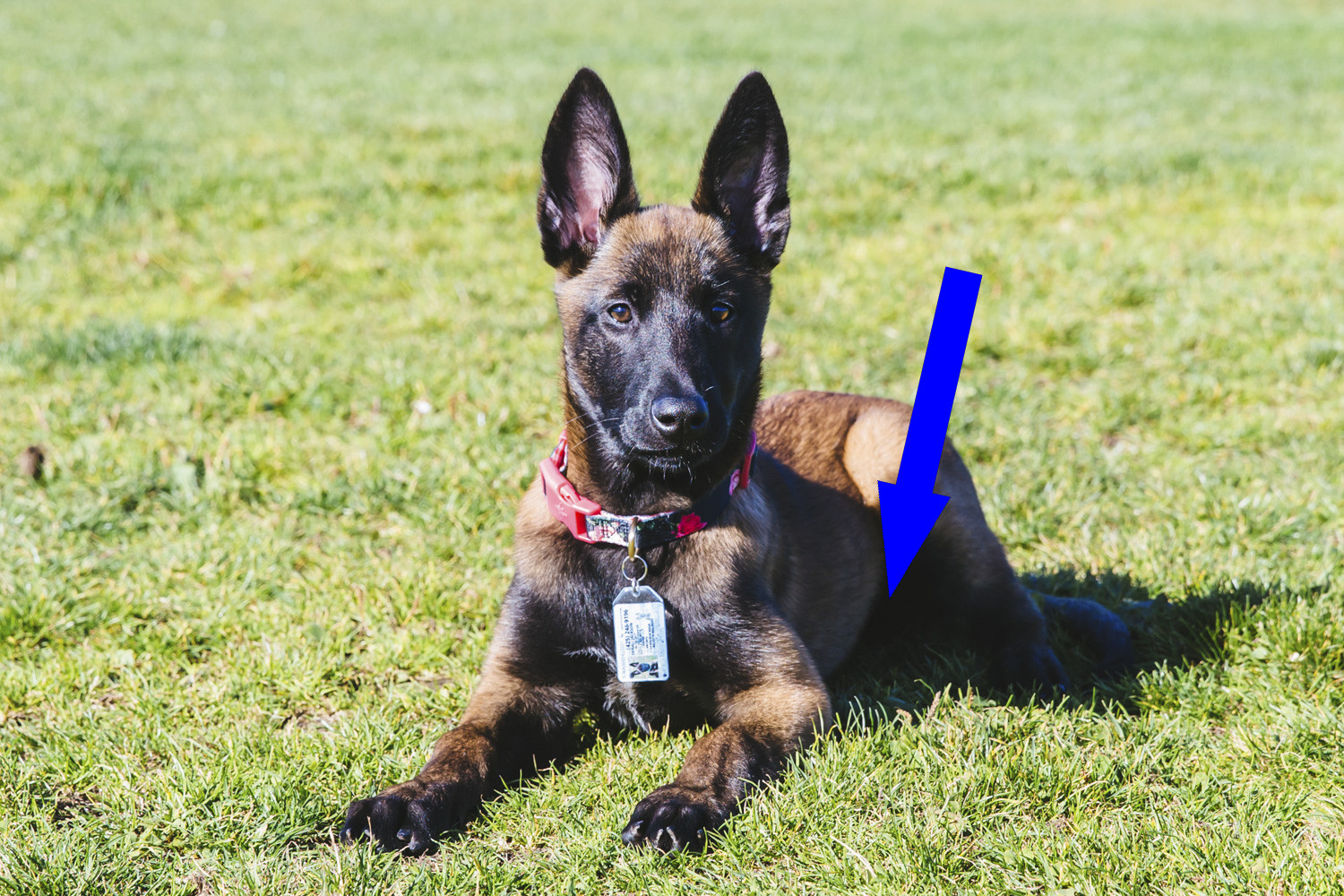 Как воспитать профессионального служебного пса в домашних условиях