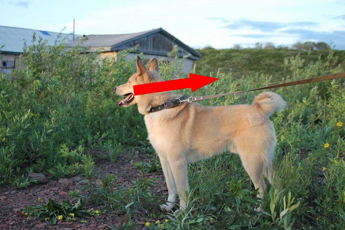 Ханаанская собака: почему она привлекает опытных собаководов