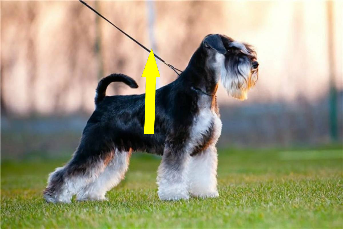 Цвергшнауцер: маленький бородатый друг для городской жизни