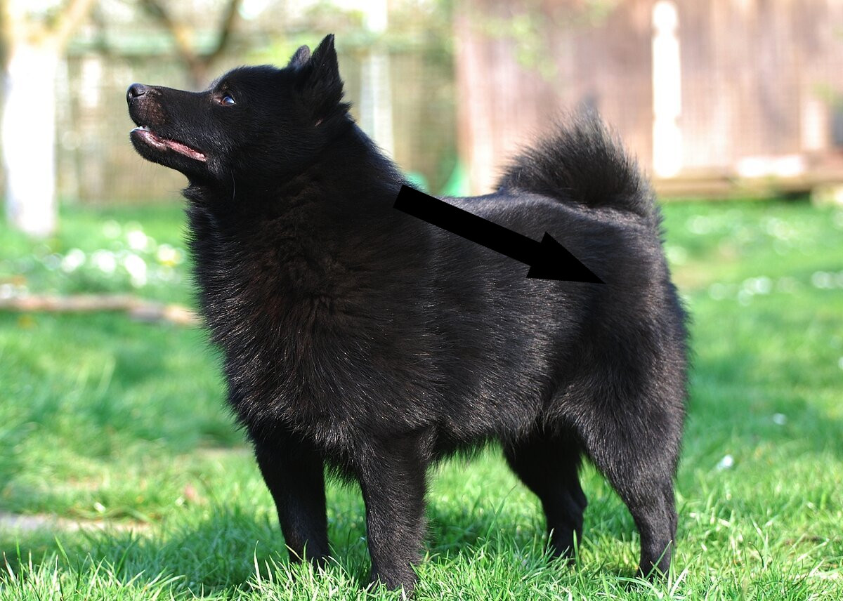 Шипперке: маленький капитан в городской квартире