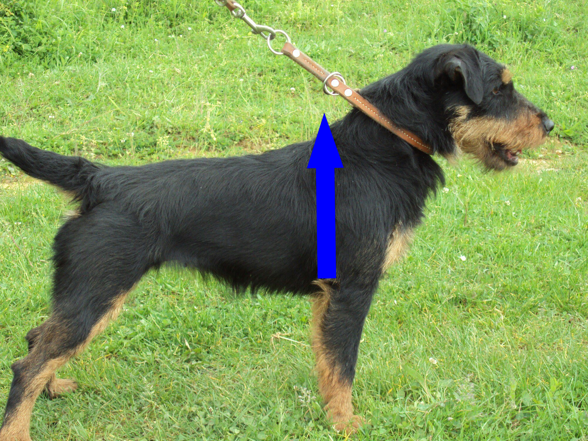 Ягдтерьер: ваш идеальный активный компаньон