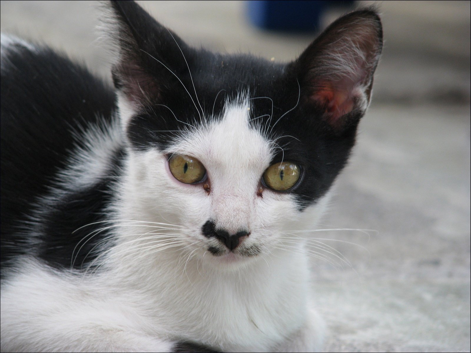 Кошка Фредди Меркьюри Делила и ее жизнь после легенды