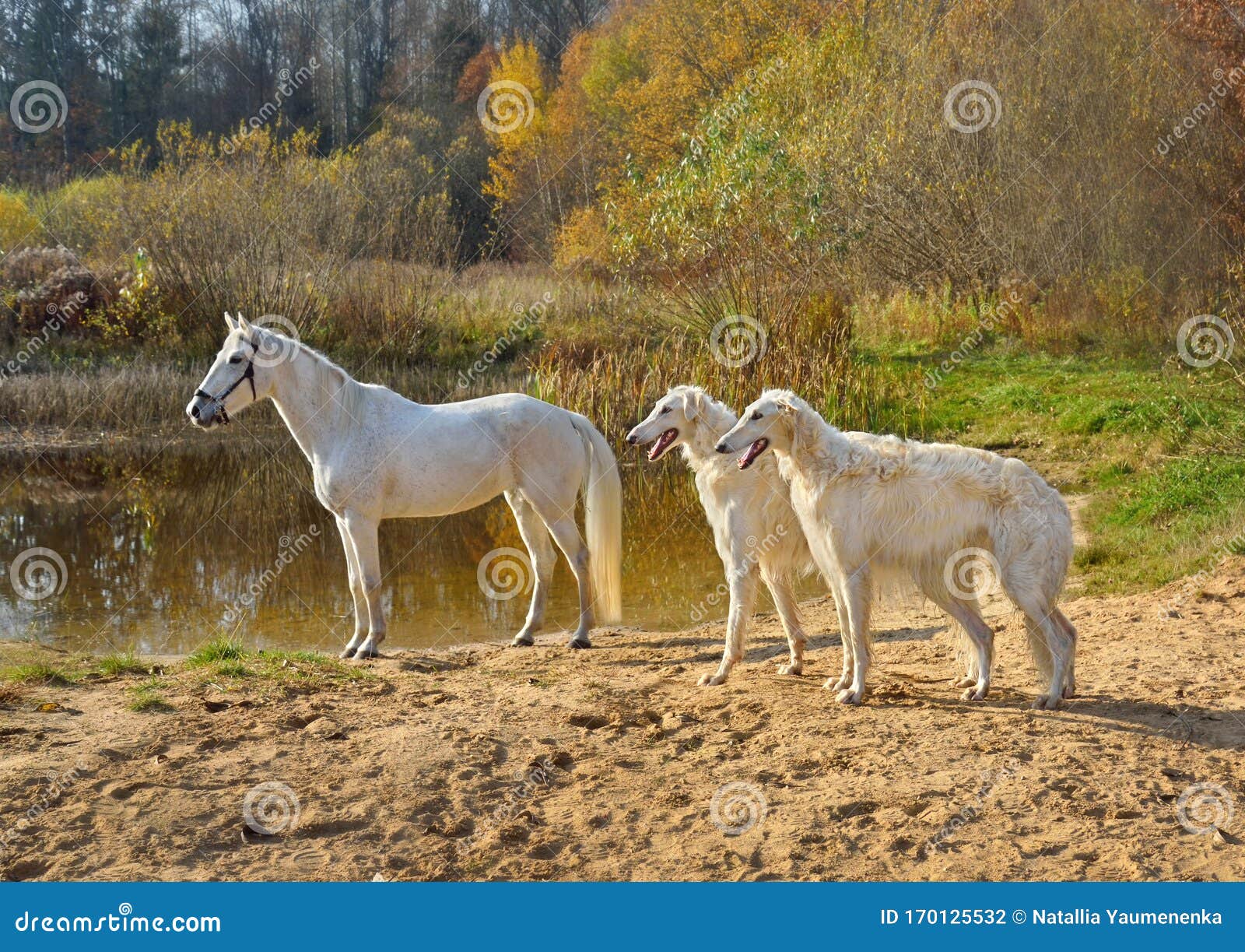 Собаки Толстого и их роль в создании "Войны и мира"