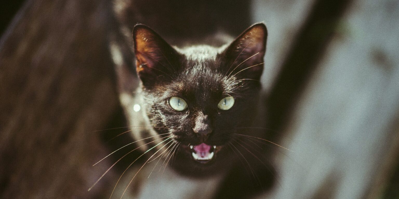 Тайный страх Хичкока почему кошки стали главными злодеями его триллеров