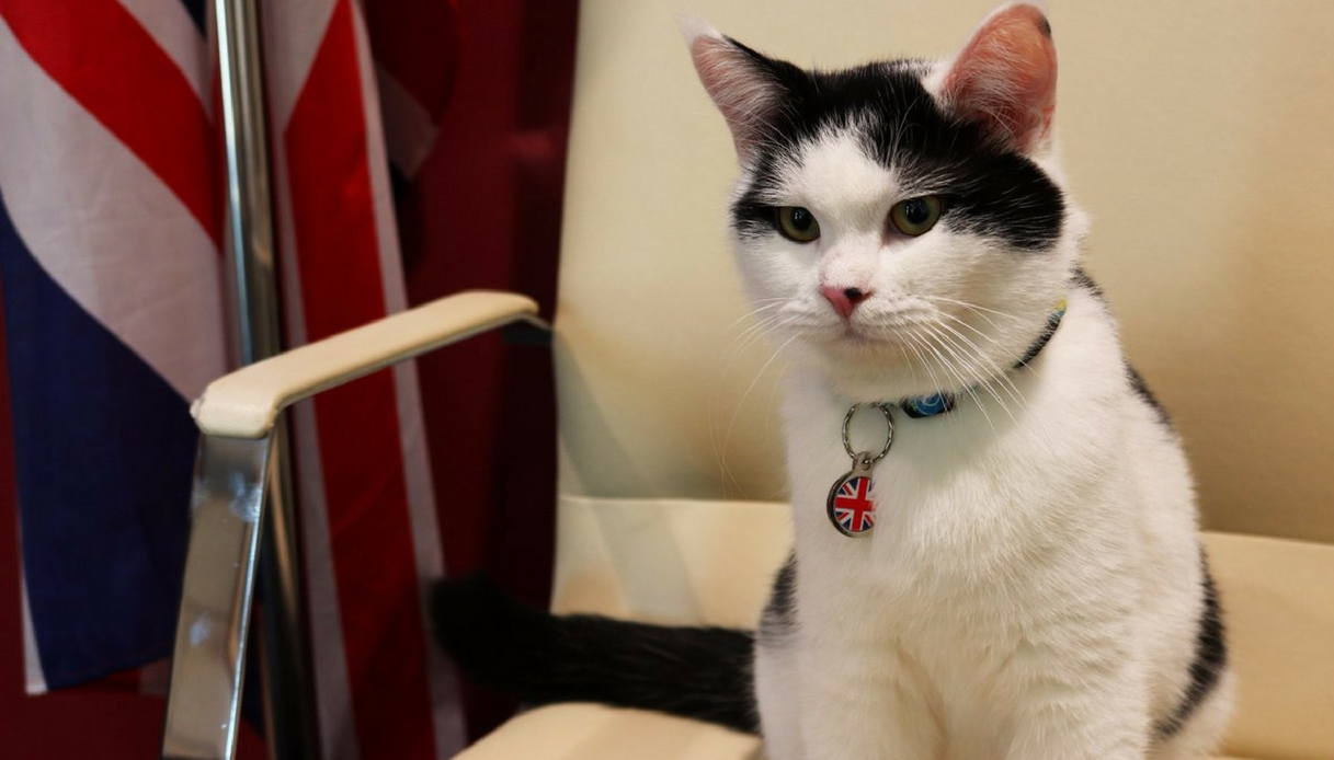 Первый кот в Белом доме как Табби изменил отношение Америки к кошкам