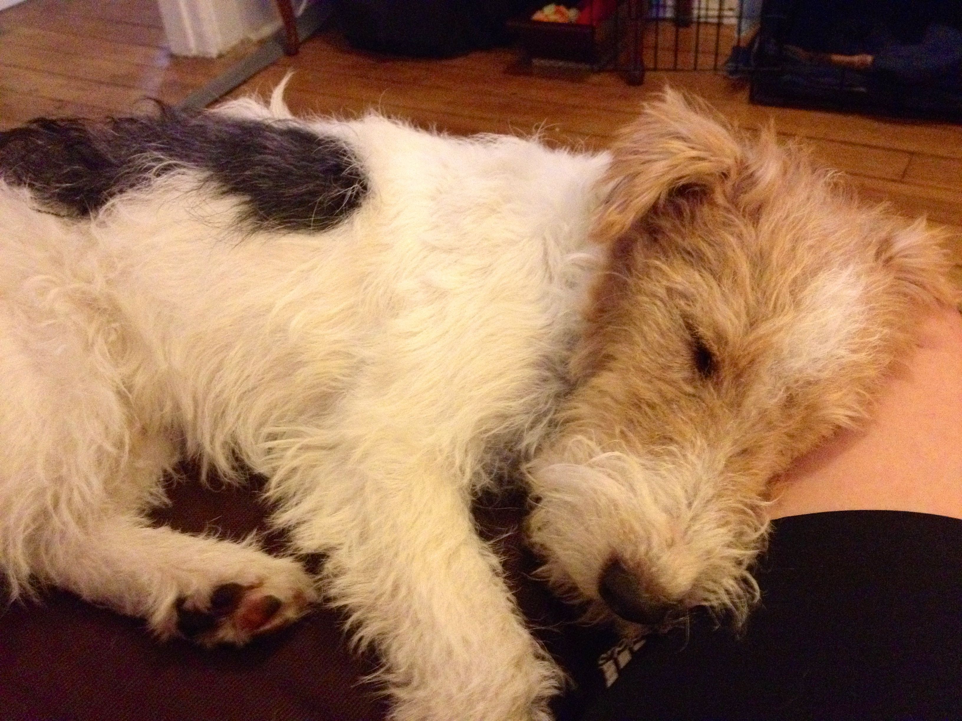 Пес Толкиена вдохновил на создание Смауга