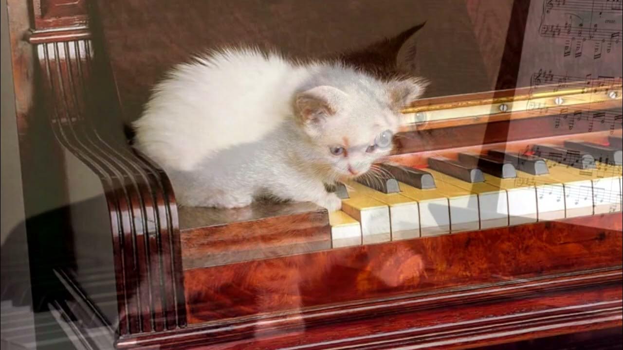 Кот Бетховена помогал композитору создавать шедевры