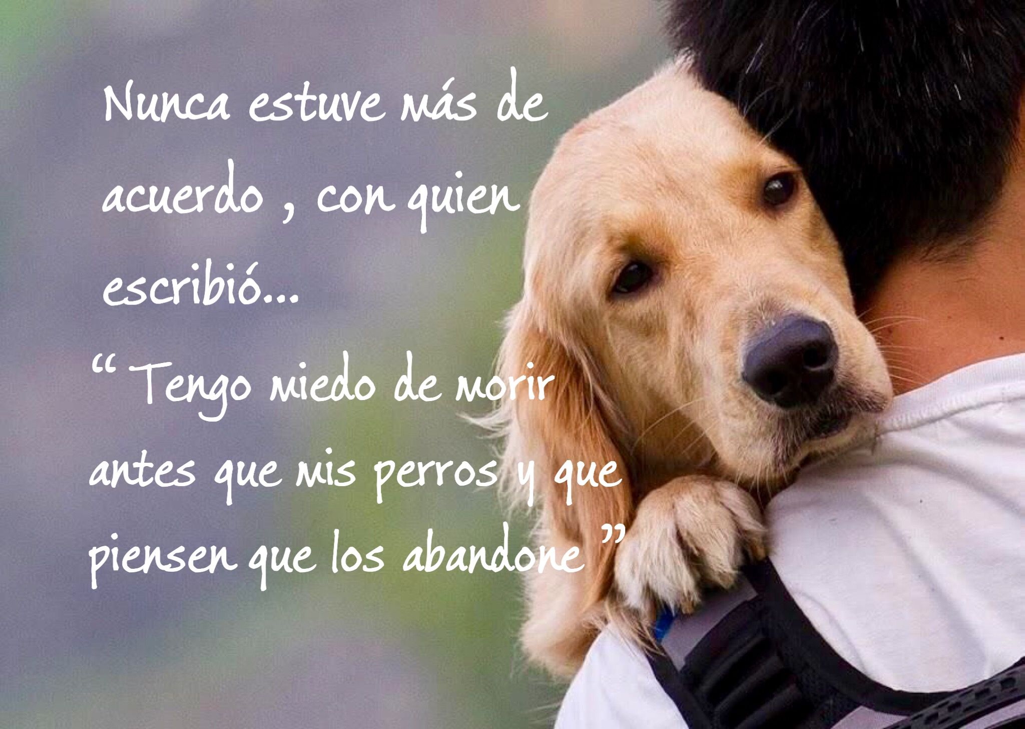 Современные собаки повторившие подвиг Хатико