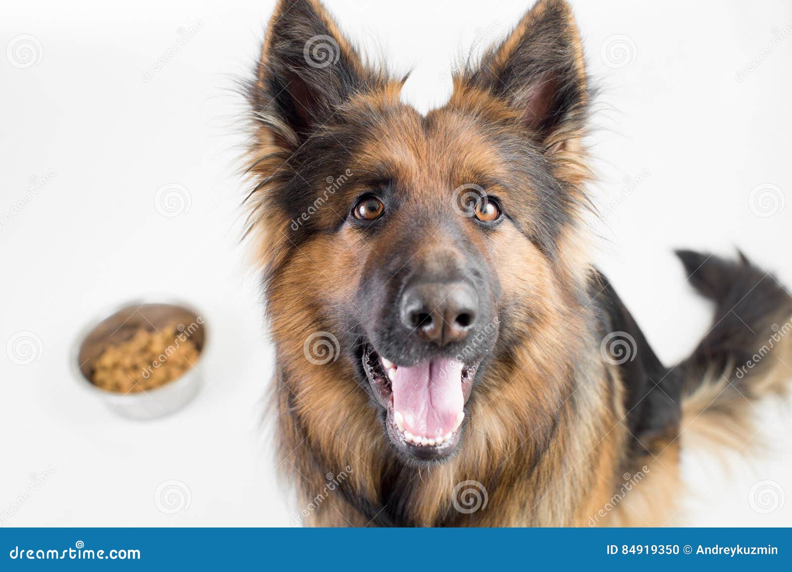 Пес Чико и гений Эйнштейна как собака помогала делать открытия