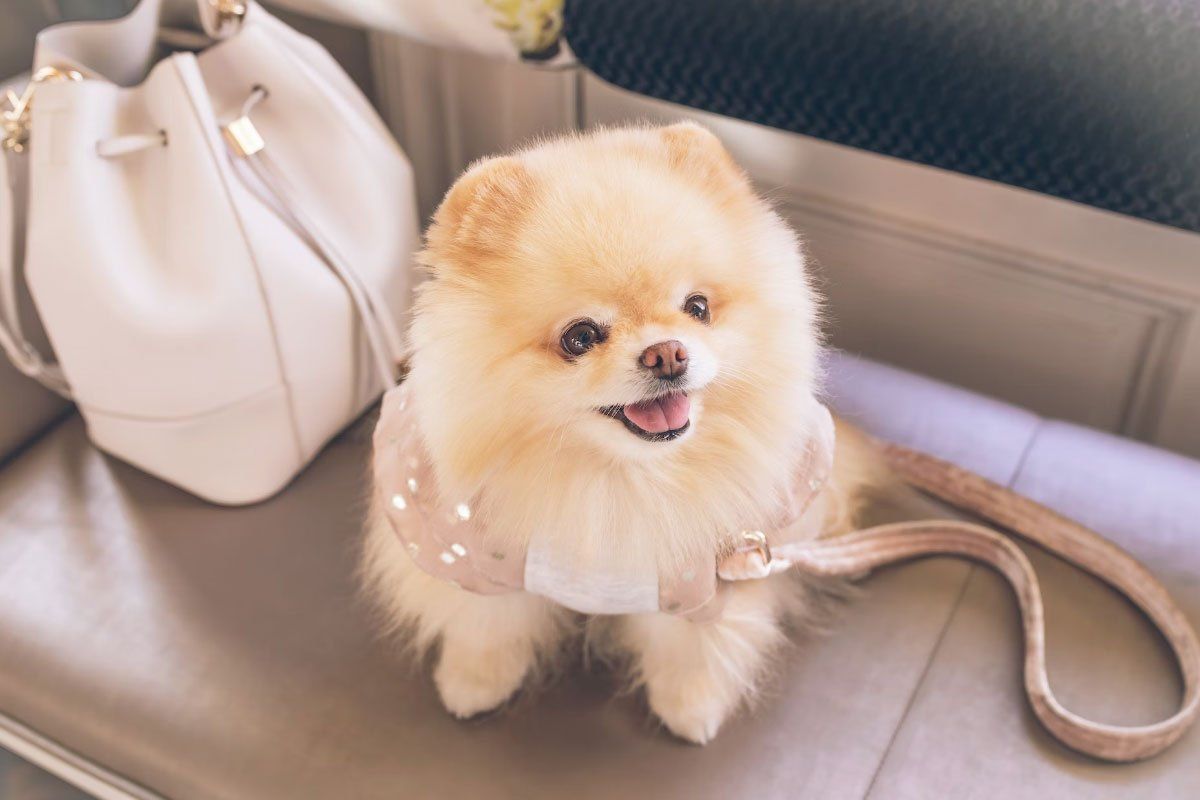 Как пес Брэда Питта пережил самый громкий развод Голливуда