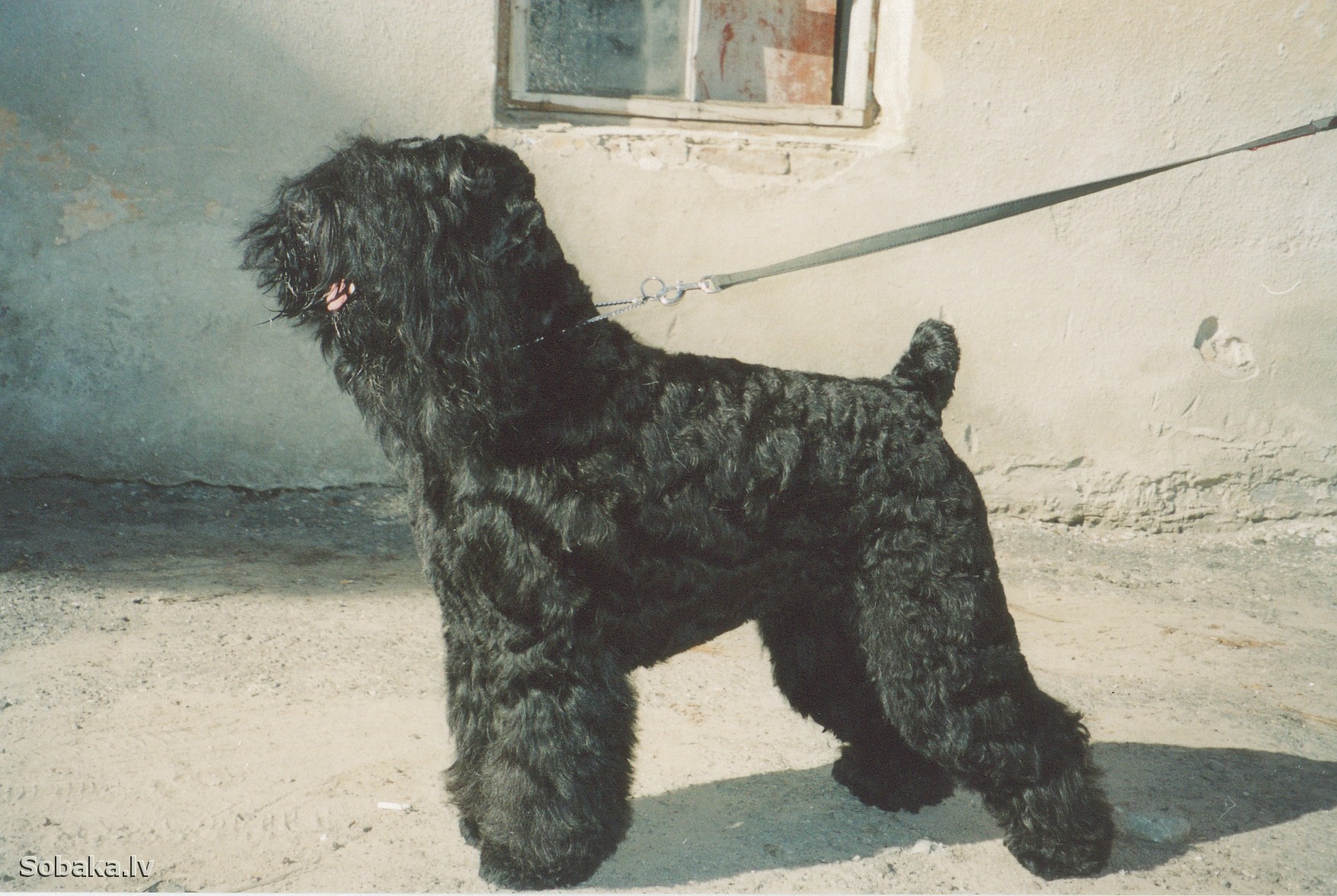 Тайный символ группы КИНО пес Виктора Цоя