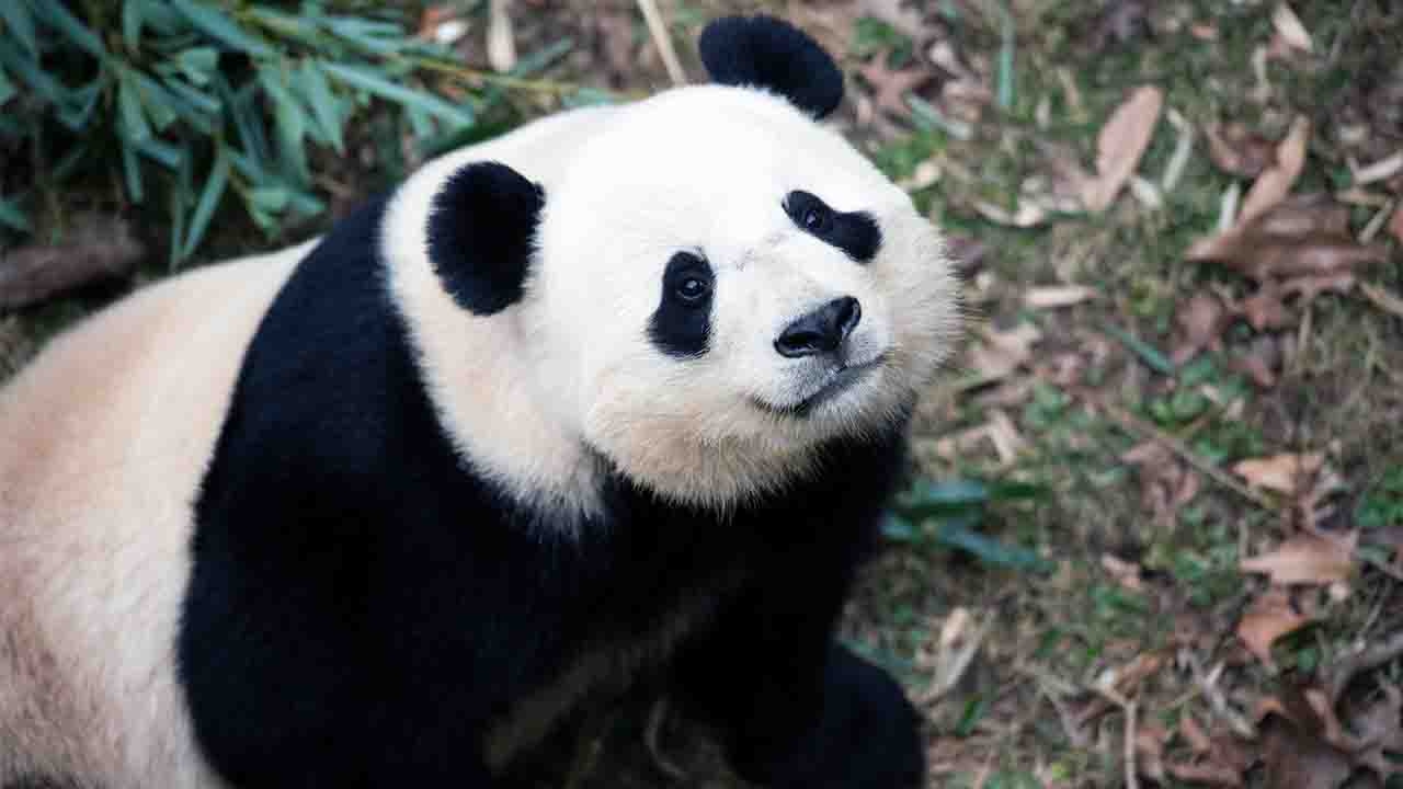 Панда Джеки Чана подарила Китаю больше чем дружбу