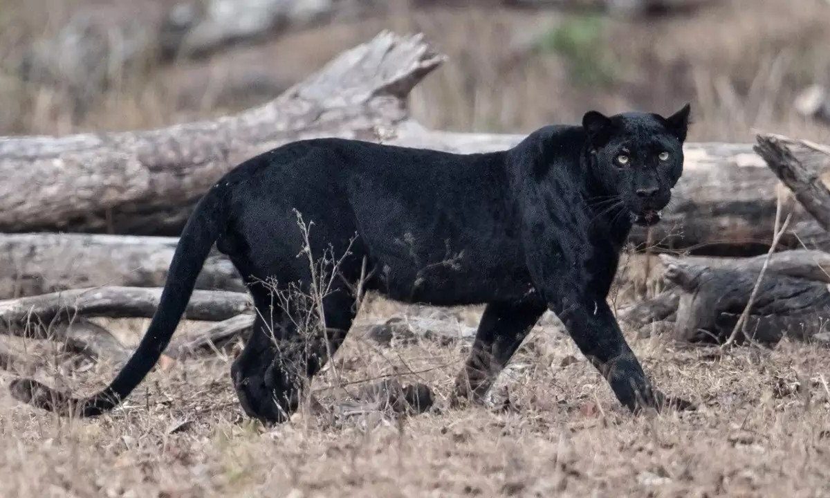 Почему Мухаммед Али отказался от пантеры через месяц
