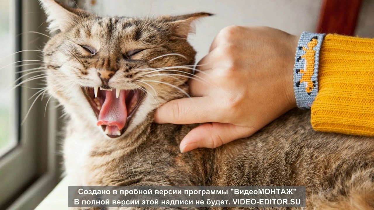 Тайная фобия Фрейда почему он терпеть не мог кошек