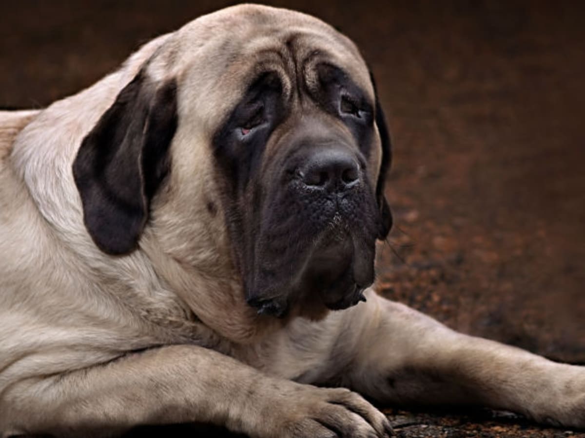 Тайный ужас Стивена Кинга Как его собака вдохновила Куоджа