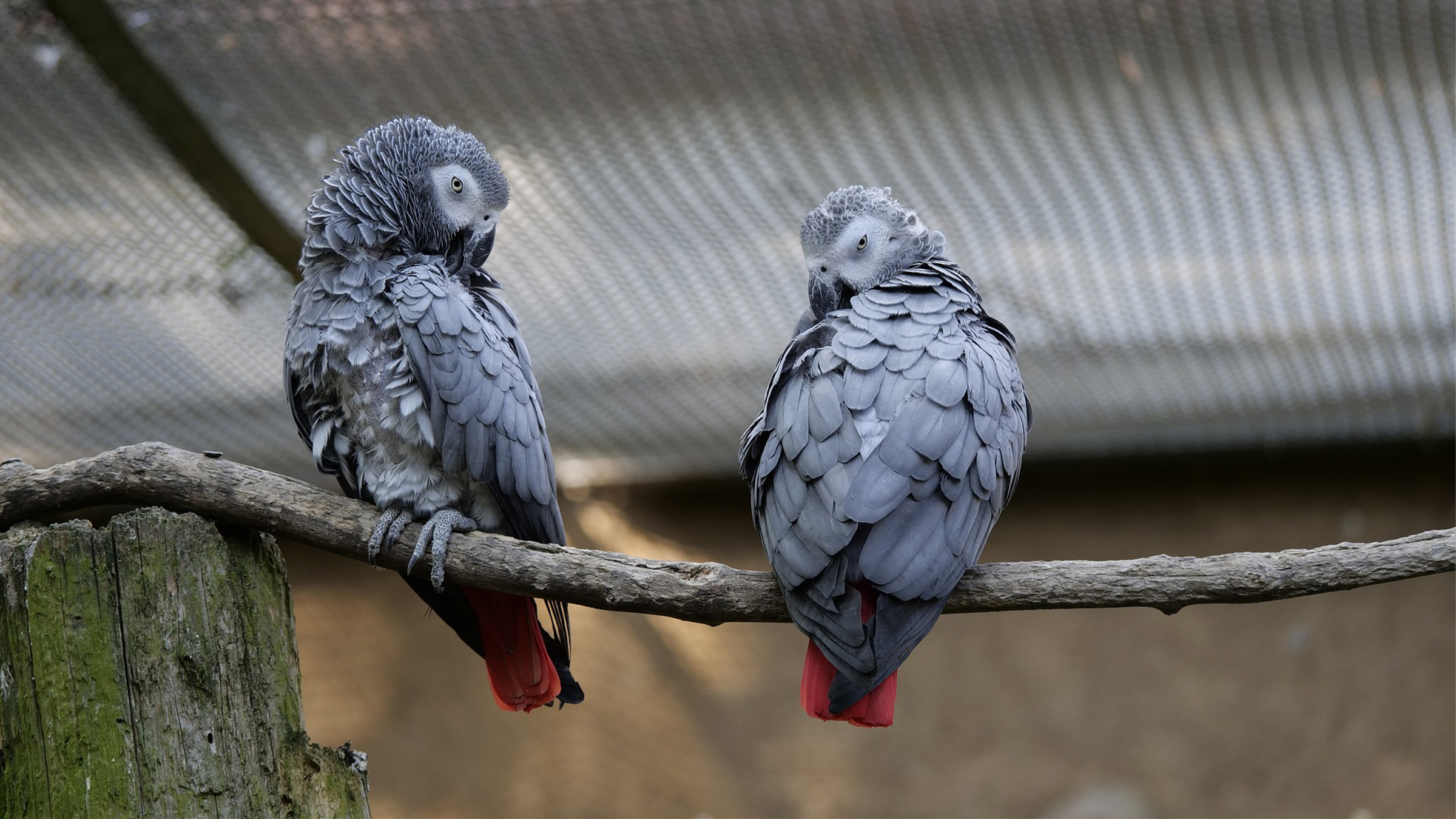 Невероятная история попугая Черчилля который пережил бомбежки Лондона