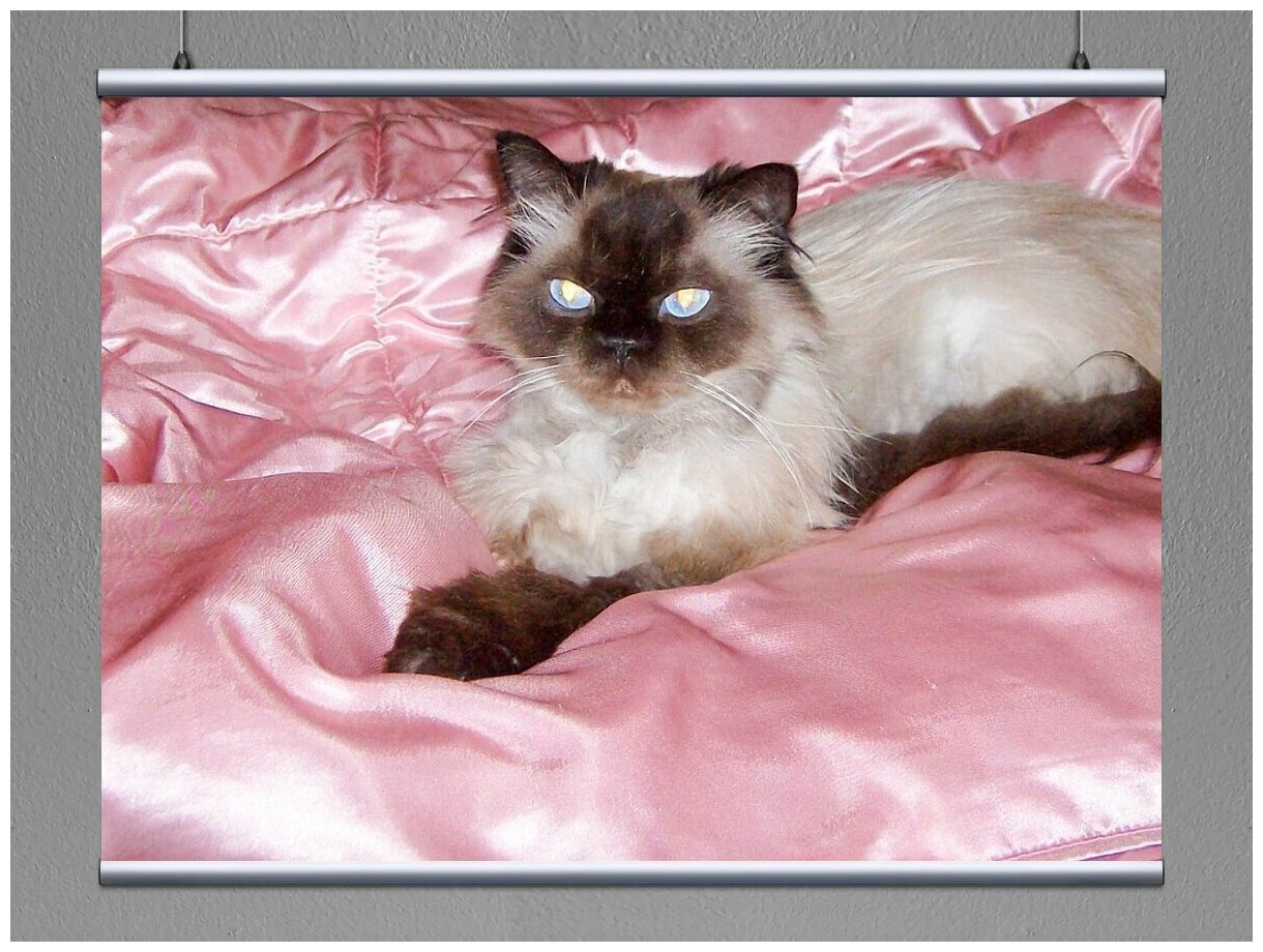 Тайные кошки принцессы Дианы, о которых молчали СМИ